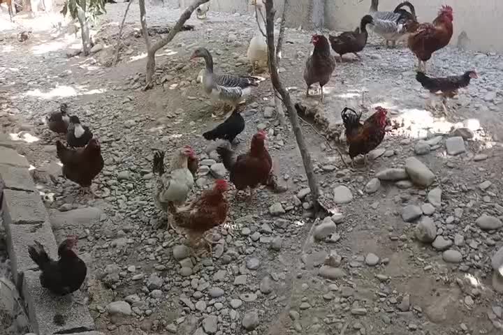 مرغ و خروس غاز و اردک جوجه تخمگذار کرچ شو|حیوانات مزرعه|تهران, بهارستان|دیوار