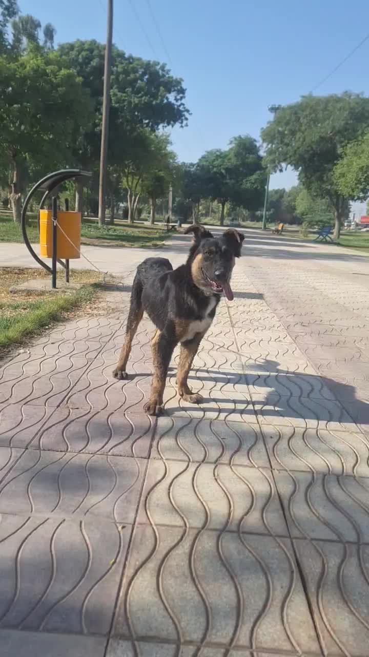 سگ ژرمن شیپر|سگ|اهواز, زرگان|دیوار