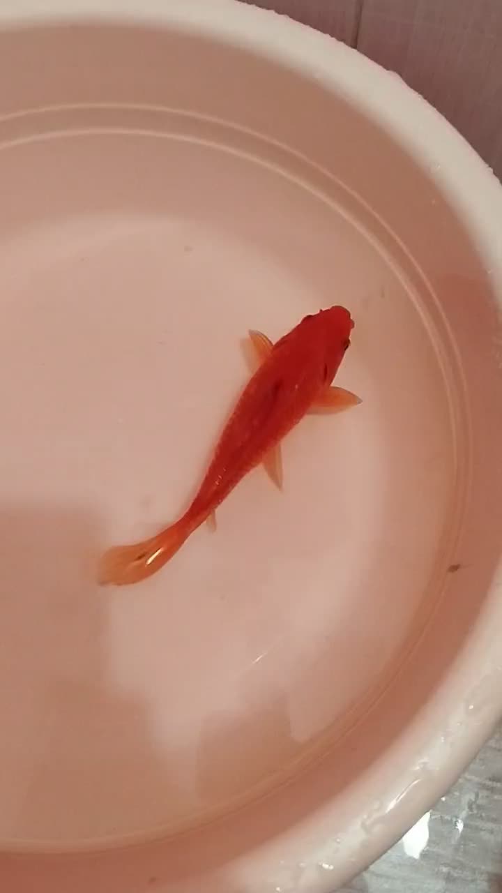 ماهی قرمز|ماهی|اردبیل, |دیوار