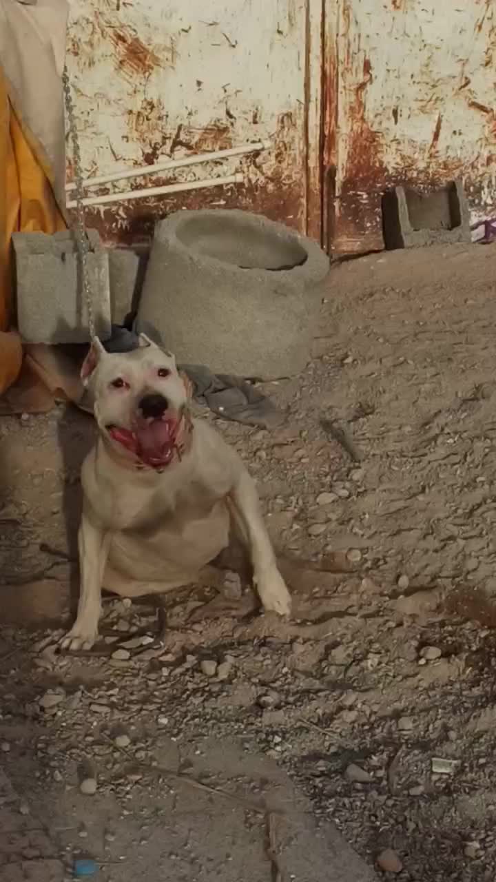 سگ امریکن بولی|سگ|کرمان, |دیوار