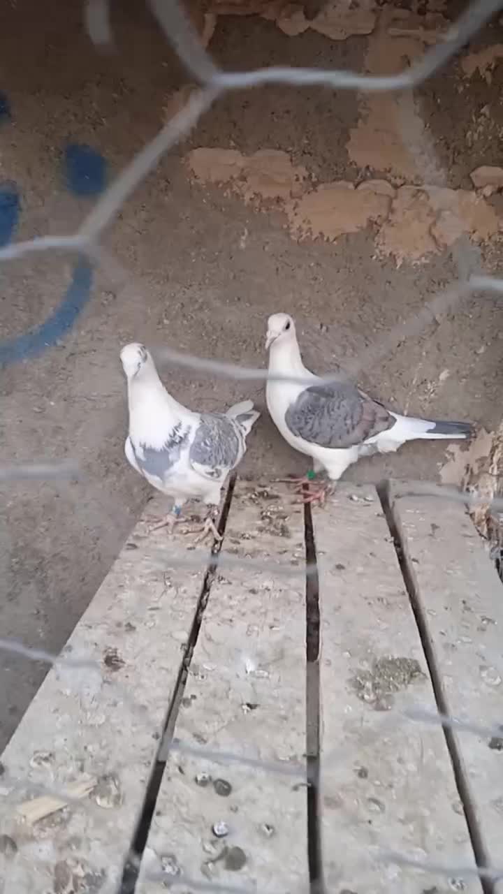 جفت پشتی به ضمانت|پرنده|خواف, |دیوار