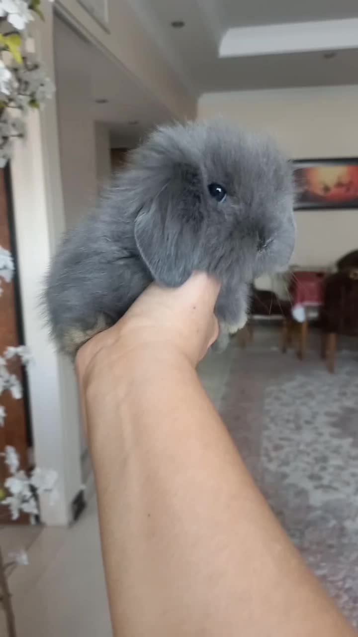 خرگوش های مینی لوپ نژادهای مختلف لوپی لوپ|موش و خرگوش|تهران, فرمانیه|دیوار