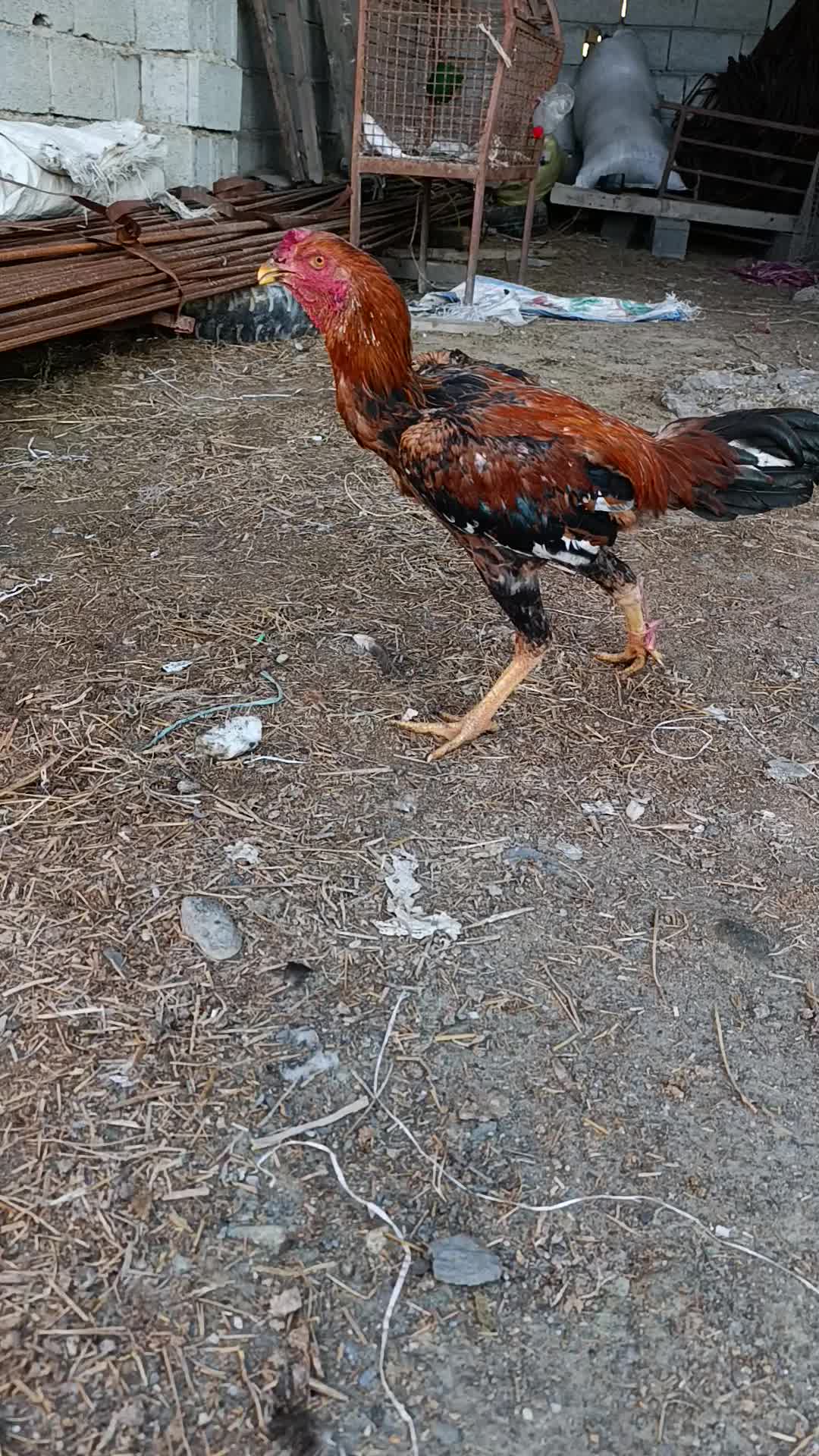 خروس لاری|حیوانات مزرعه|گمیشان, |دیوار