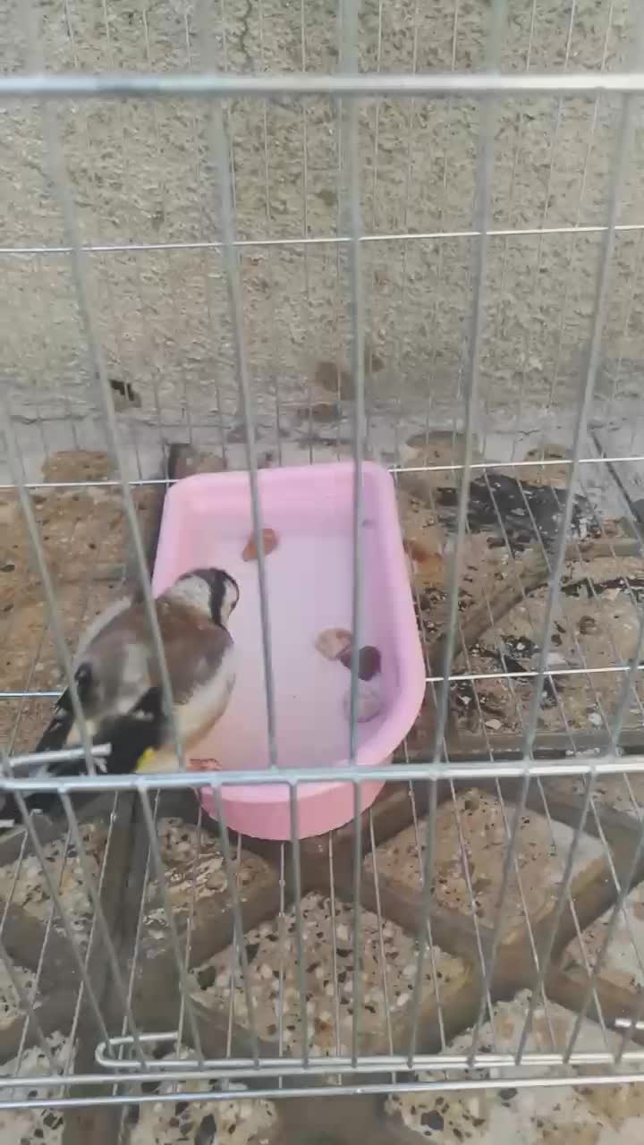 سهره ماده جوجه قفس|پرنده|کرمانشاه, |دیوار