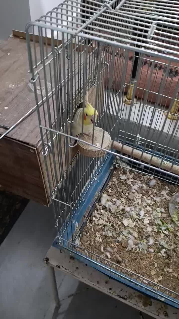 جفت عروس هلندی لوتینو|پرنده|خمینی‌شهر, |دیوار