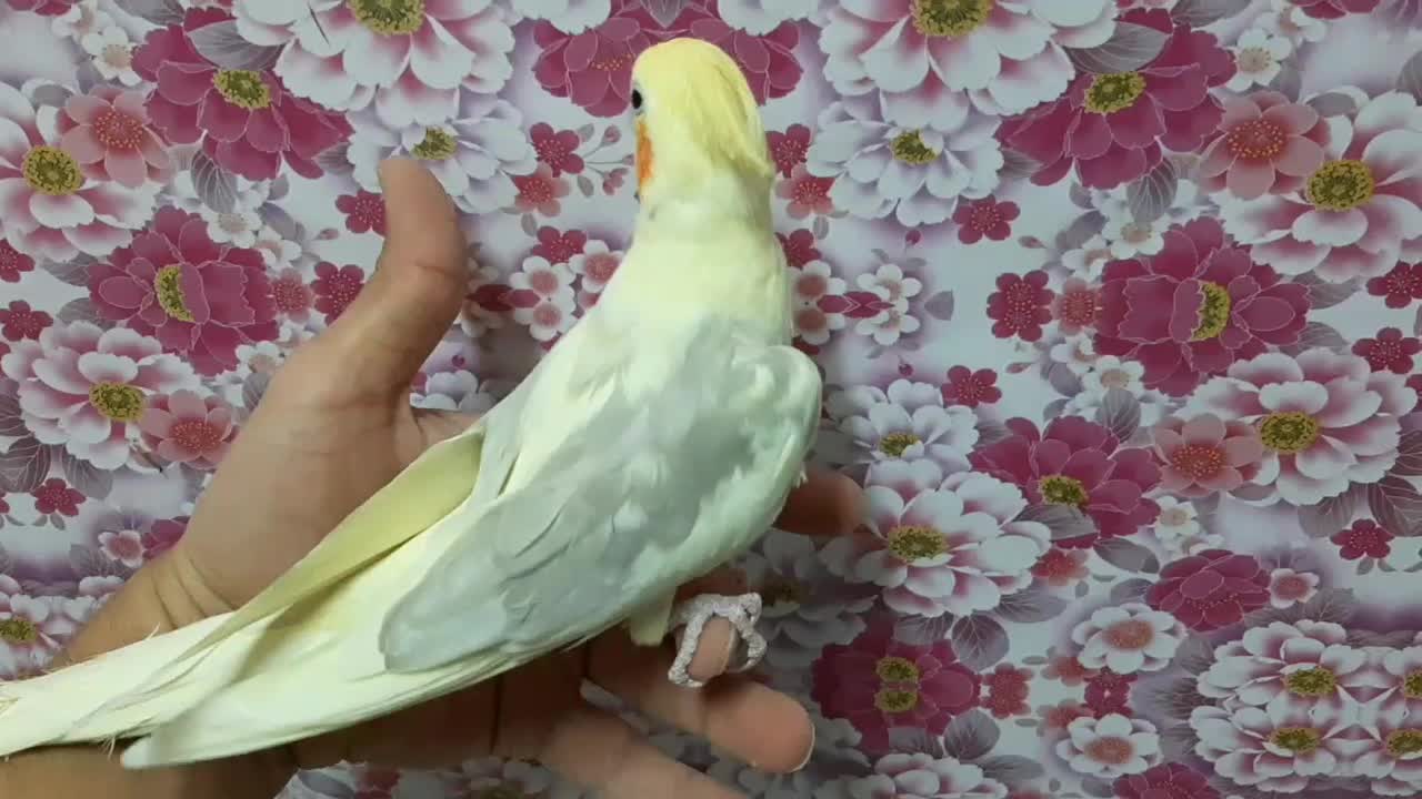 عروس هلندی لوتینو دوکت گمشده در نسیم شهر|حیوانات|نسیمشهر, |دیوار