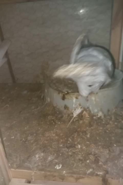 جفت طوقی عتیقه|پرنده|اهواز, کمپلو شمالی|دیوار