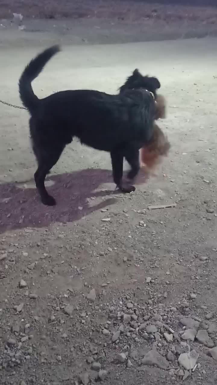 سگ گمشده|حیوانات|ملایر, |دیوار