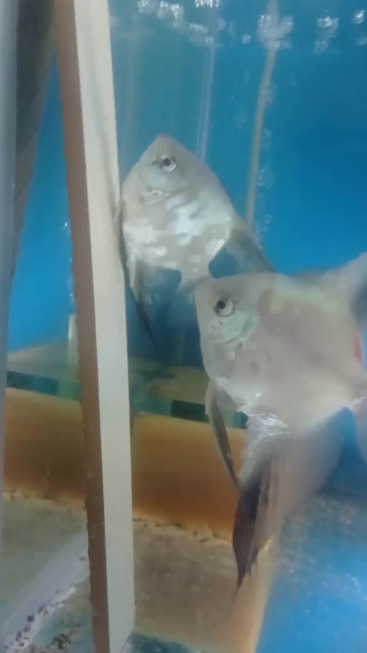 آنجل پرایبا وارداتی جفت مولد|ماهی|مشهد, کاظم آباد پنجشنبه|دیوار