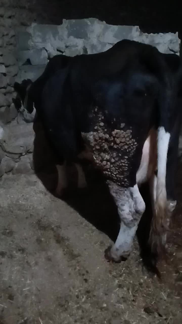 گاو سمینتال با گوساله|حیوانات مزرعه|ایجرود, |دیوار