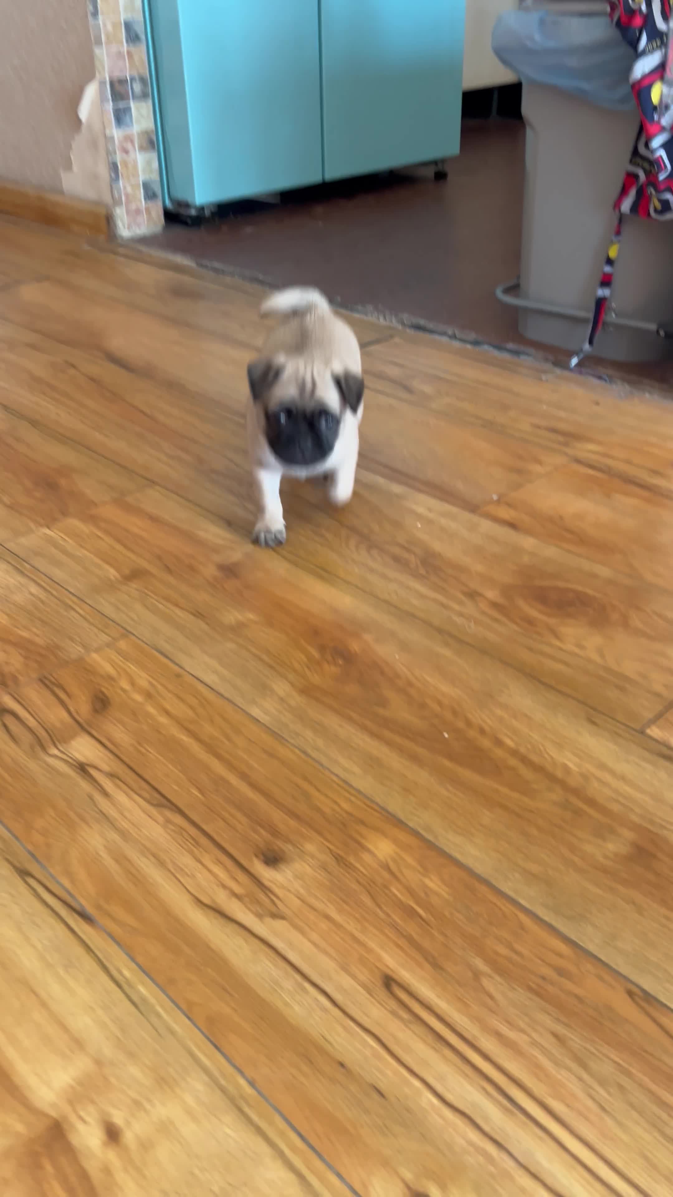 سگ پاگ|سگ|تهران, شهرک آزادی|دیوار