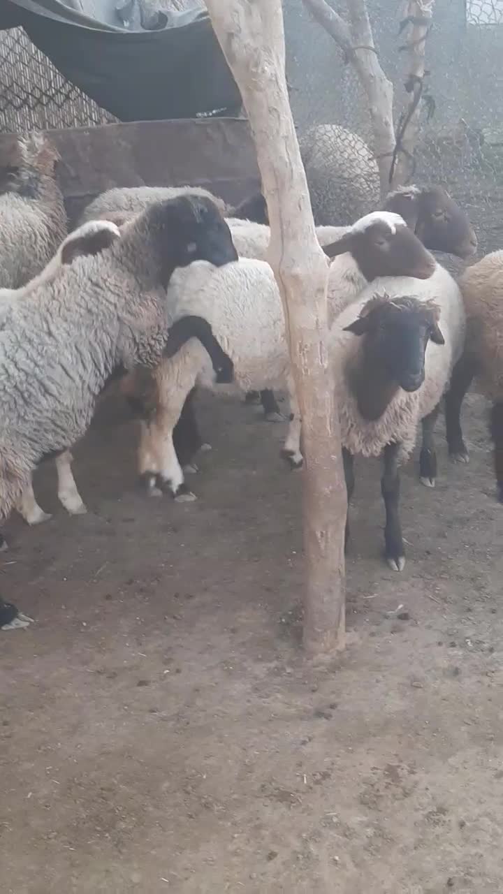 بره فروشی|حیوانات مزرعه|سوری, |دیوار