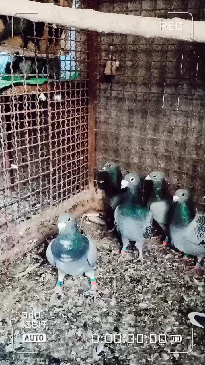 فوری کفتر مسافتی|پرنده|فردوس (خراسان), |دیوار