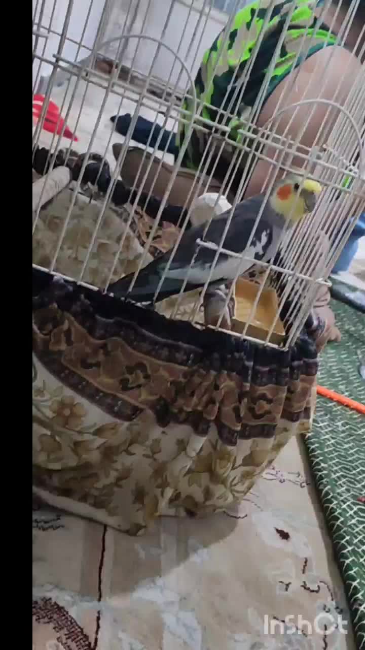 عروس هلندی سخنگو|پرنده|پاکدشت, کبودگنبد|دیوار