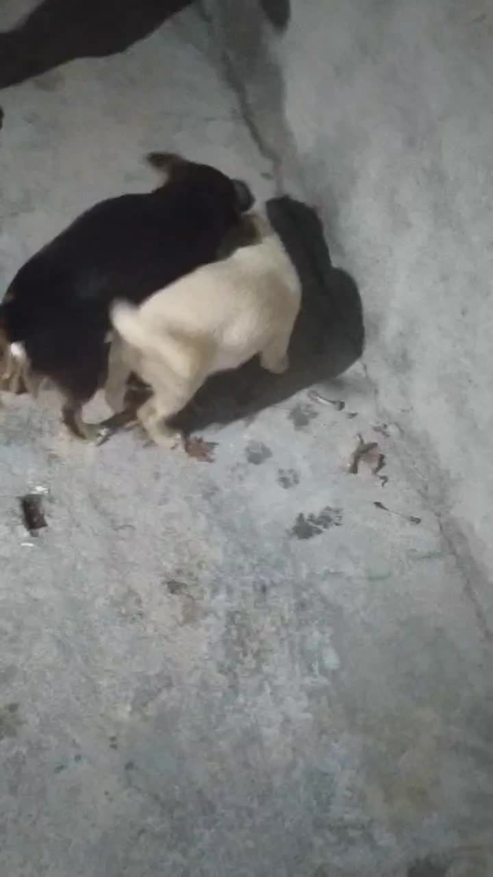 سگ پاپی|سگ|تربت جام, جامرود|دیوار