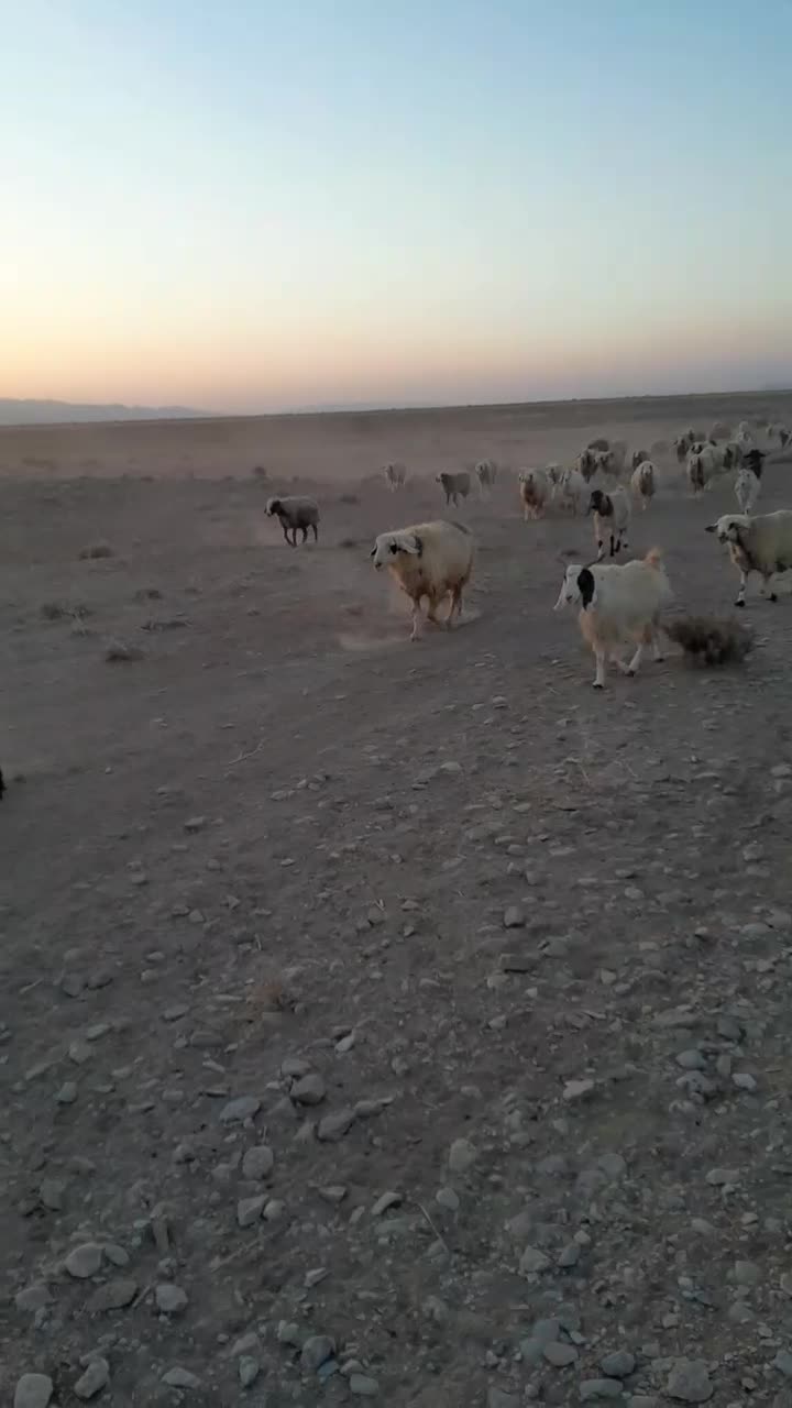 قوچ فروشی|حیوانات مزرعه|بهمن صغاد, |دیوار