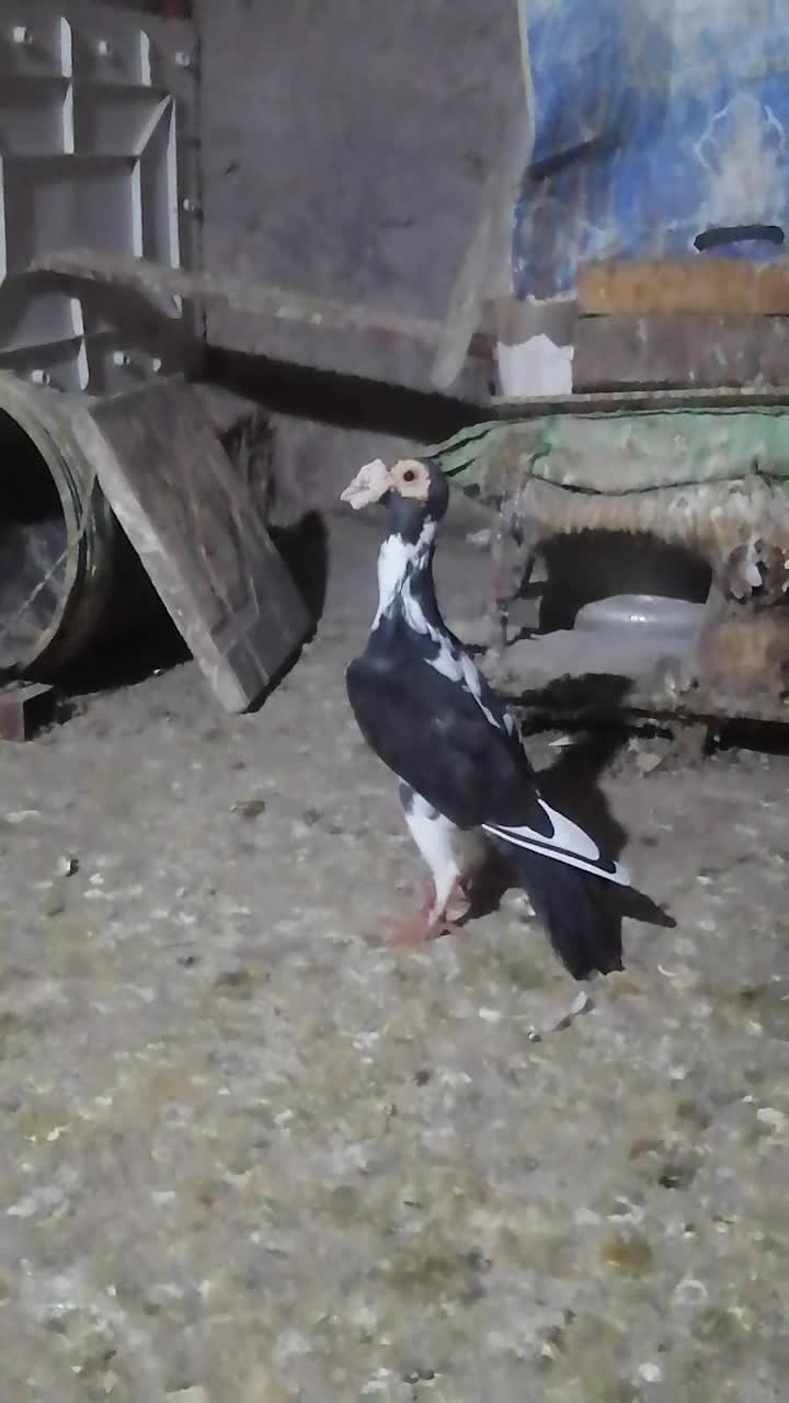 فروش یک جفت کبوتر کاریر اصیل|پرنده|آزادشهر, |دیوار