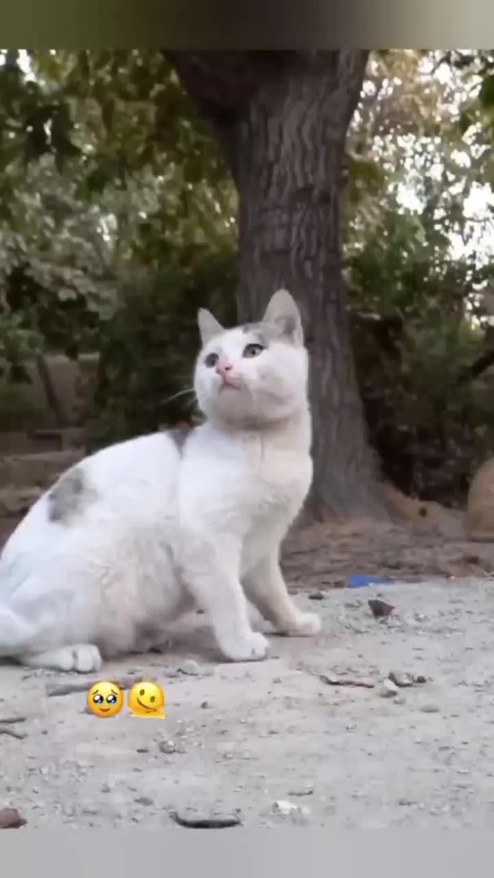 واگذاری گربه ماده|گربه|شهریار, شهرک شاهد|دیوار