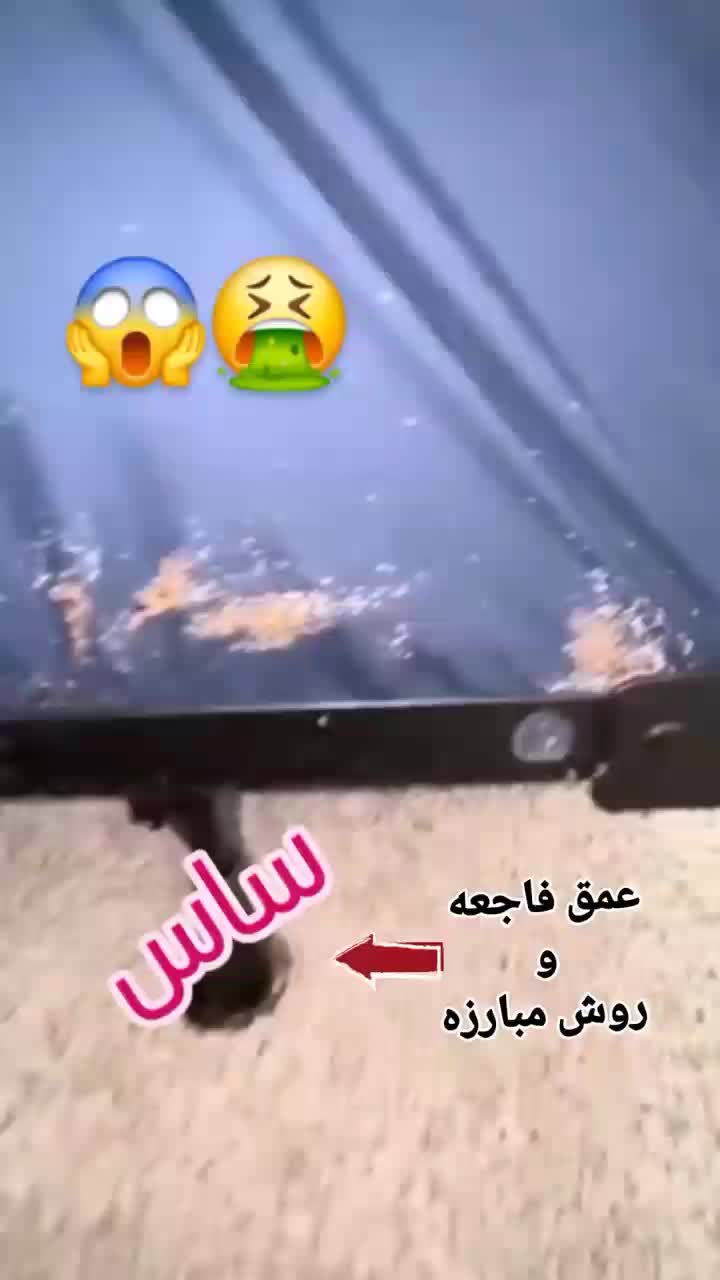سمپاشی منزل دارای گواهینامه بهداشت حرفه ای سم پاشی|خدمات نظافت|کرج, کرج نو|دیوار