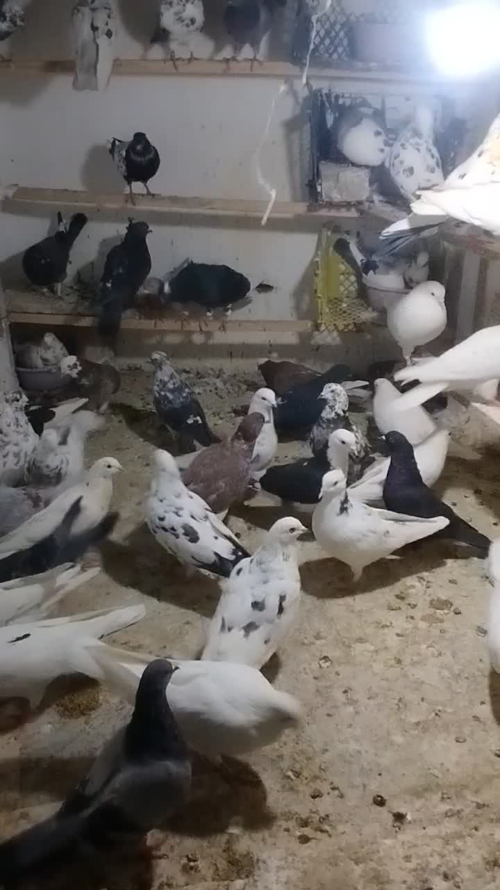 کفتر|پرنده|مشکین‌دشت, |دیوار