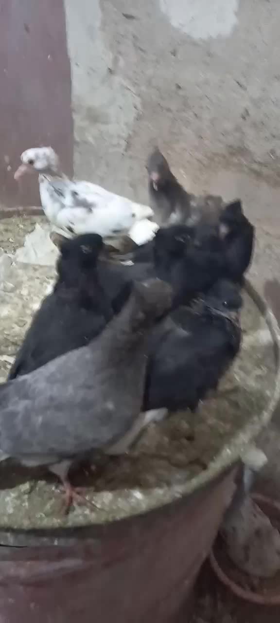 سرور دم سفید اینم عکس جوجه هاشون بدون ایراد|پرنده|هریس, |دیوار