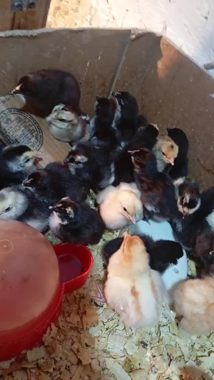 جوجه گلین گردن لختی برهما|حیوانات مزرعه|سنگر, |دیوار