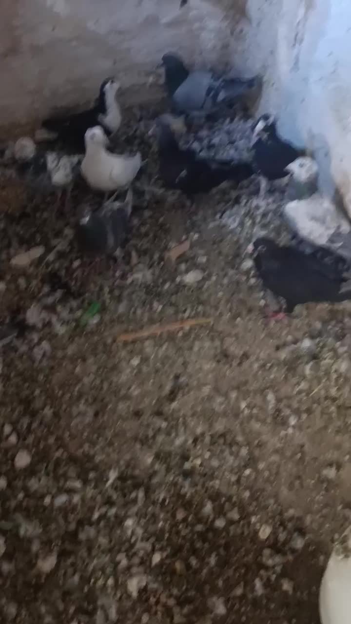 کبوتر|پرنده|پشتکوه (سیستان و بلوچستان), |دیوار