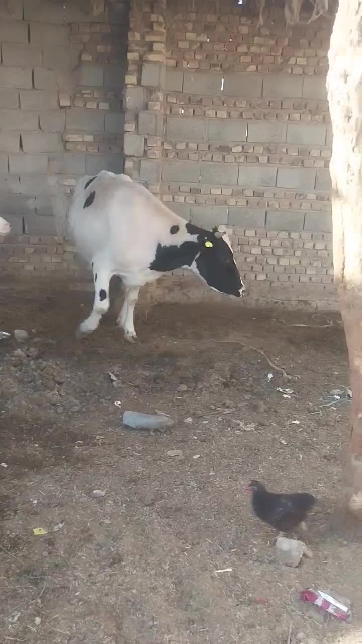 گاوشیری آبستن|حیوانات مزرعه|زابل, |دیوار