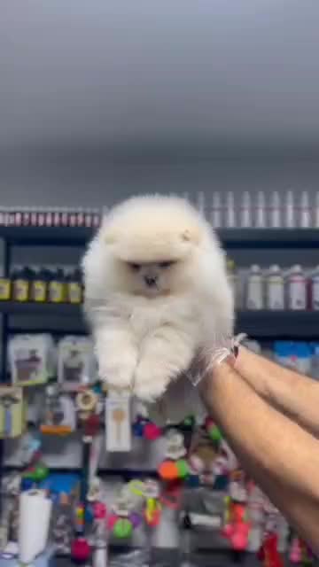 پامرانین خرسی|سگ|تهران, شهرک آزمایش|دیوار