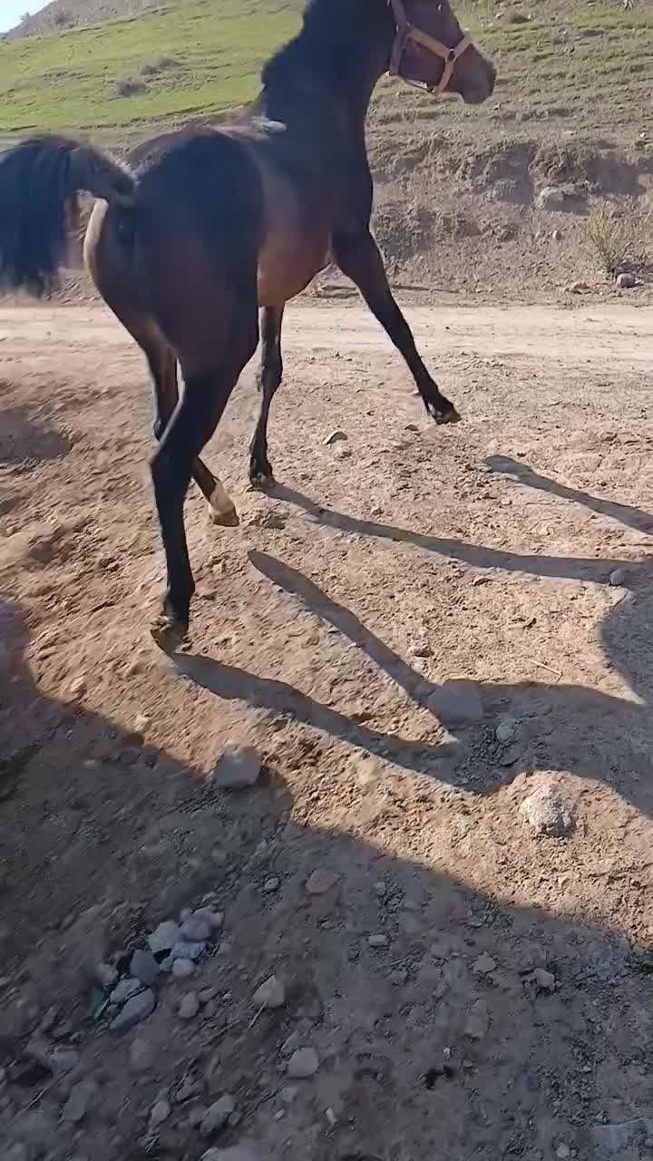 اسب|اسب و تجهیزات اسب‌سواری|اردبیل, |دیوار