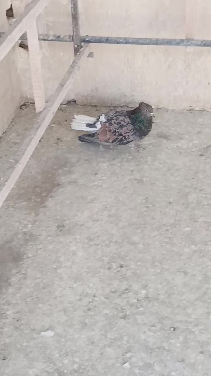 کبوتر پرشی تهرون|پرنده|ری, ظهیرآباد|دیوار