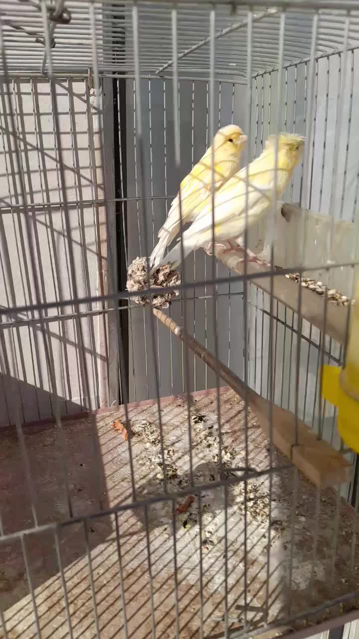 قناری نروماده|پرنده|کنگاور, |دیوار