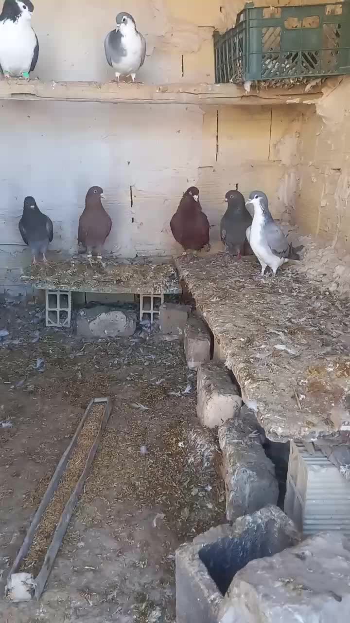 دم‌سفید|پرنده|قوچان, |دیوار