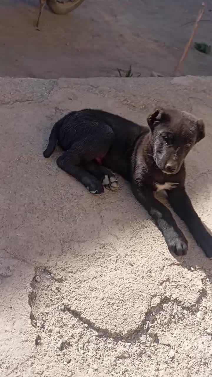 واگذاری سگ|سگ|تربت‌حیدریه, کاشانی|دیوار