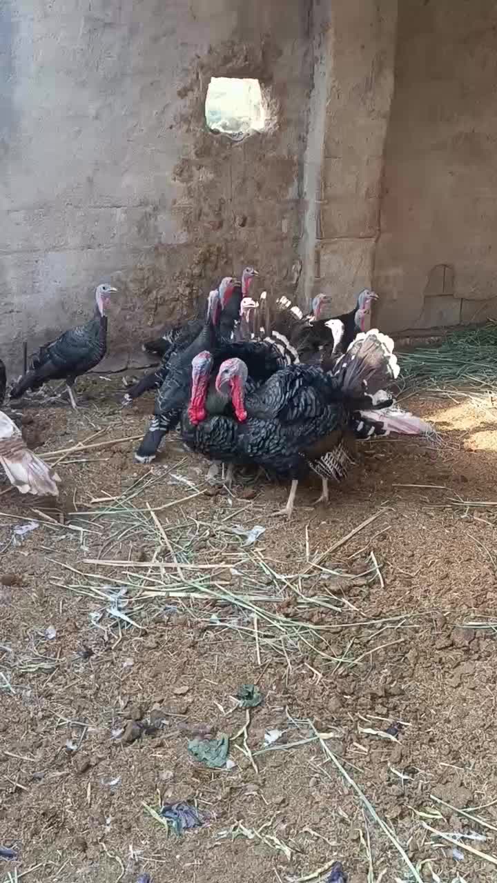 مرغ بقلمون درشادکان|حیوانات مزرعه|اهواز, اهواز|دیوار