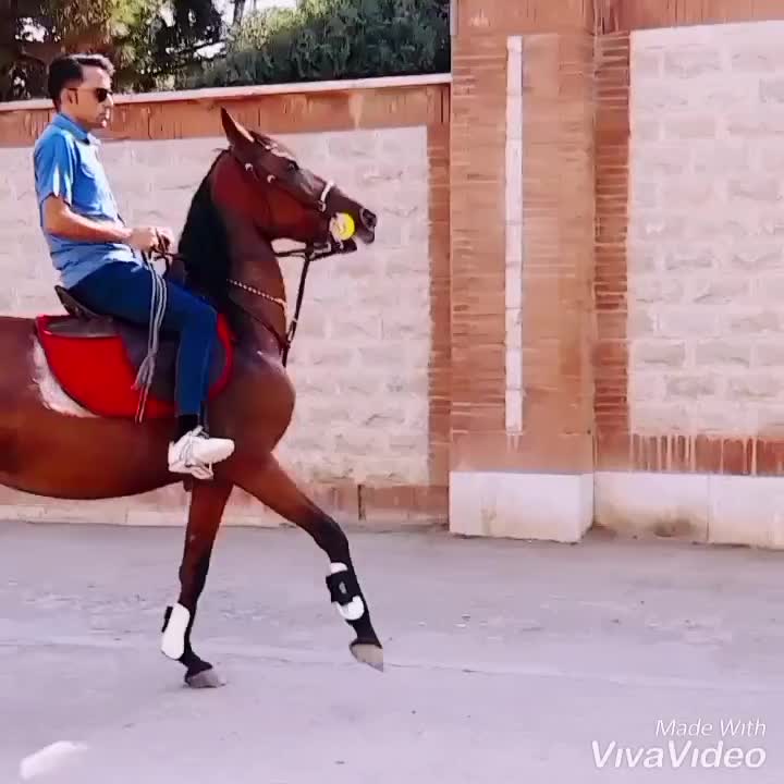 اسب مادیان درجه۱|اسب و تجهیزات اسب‌سواری|ری, علایین|دیوار