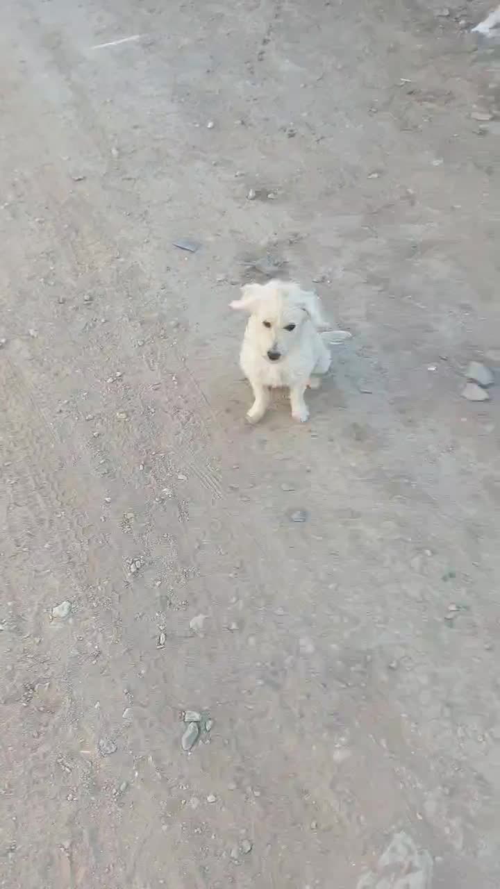 فروشی دو عدد|سگ|بافق, |دیوار