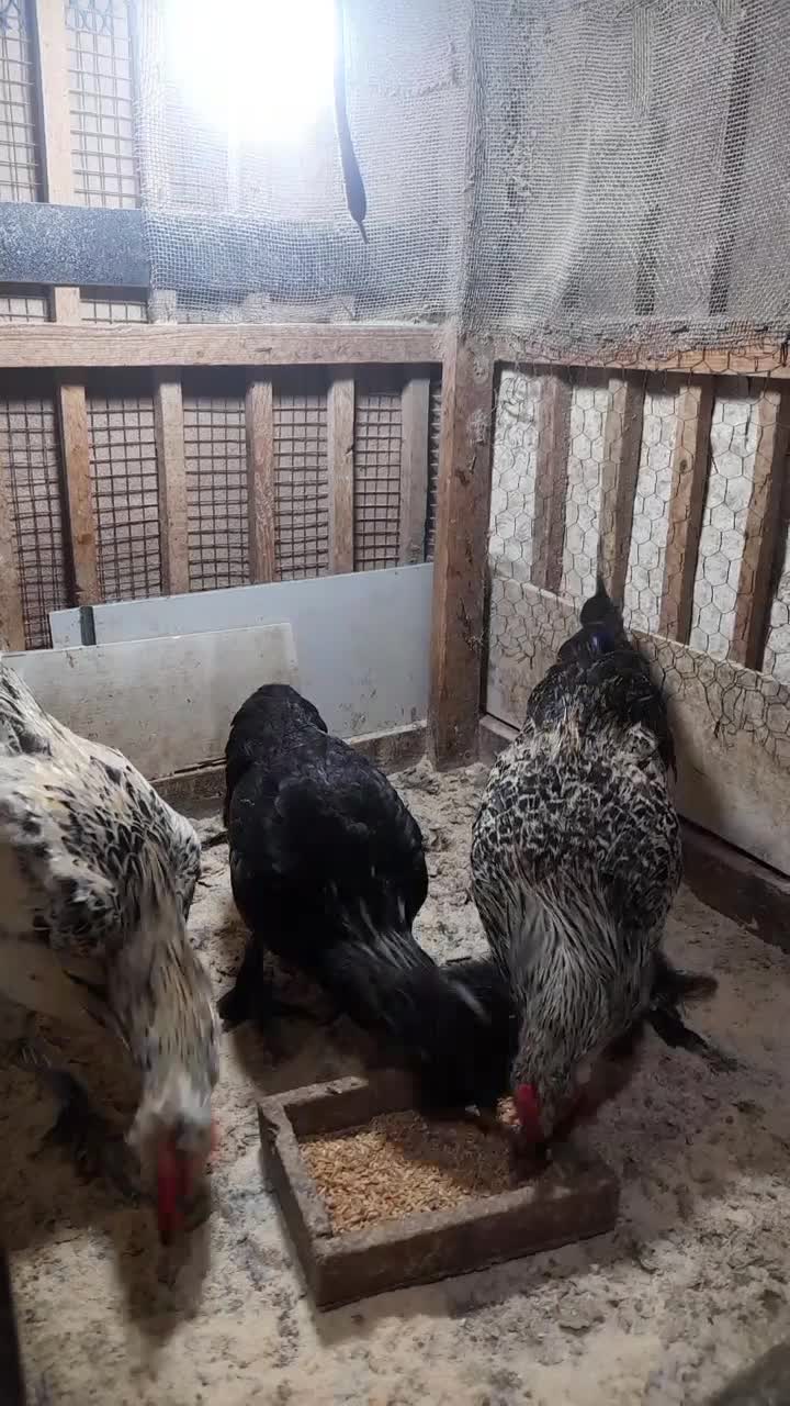 ۲مرغ و ۱خروس زینتی|حیوانات مزرعه|رشت, حومه رشت|دیوار
