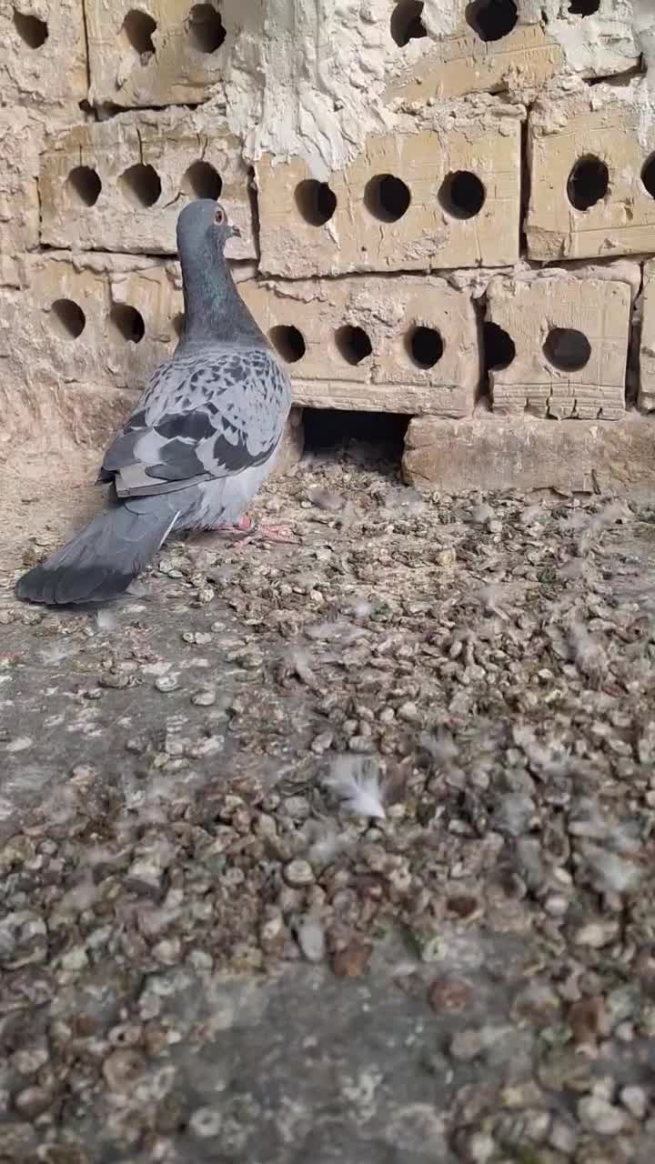 پلاکی|پرنده|شاندیز, |دیوار