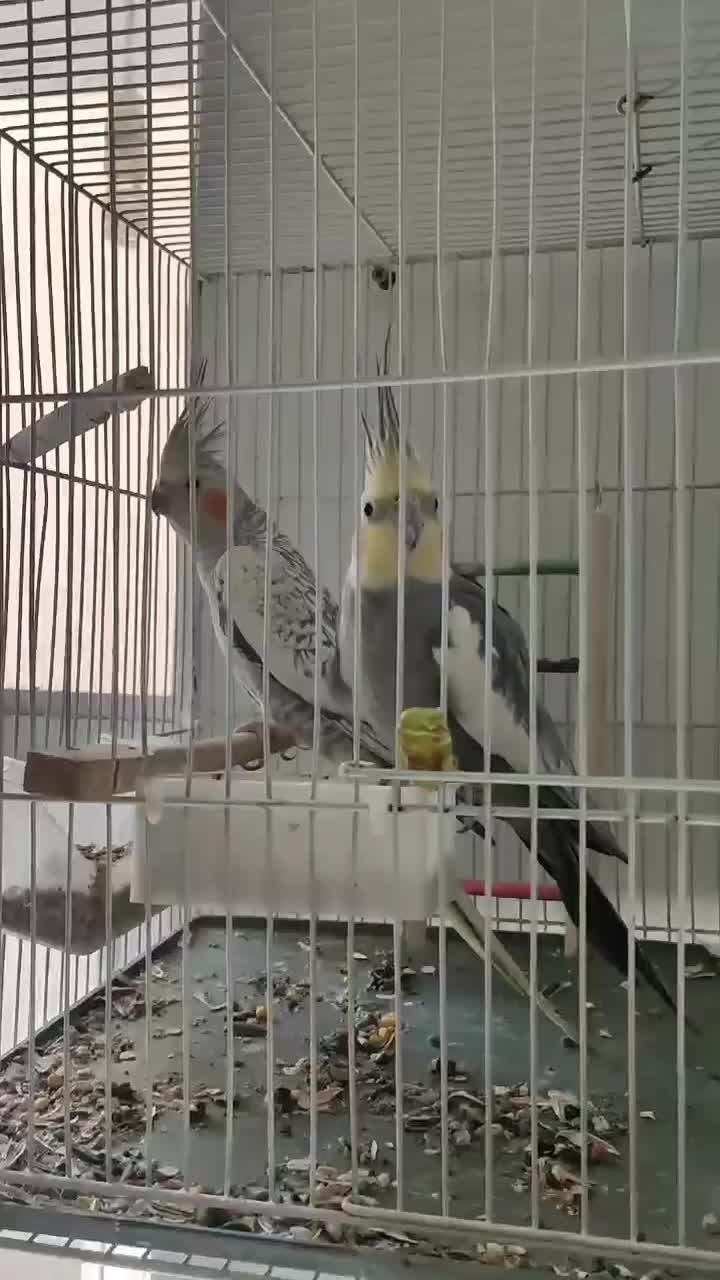 جفت عروس هلندی کار داده با قفس و لوازم رایگان|پرنده|مشهد, کوشش|دیوار