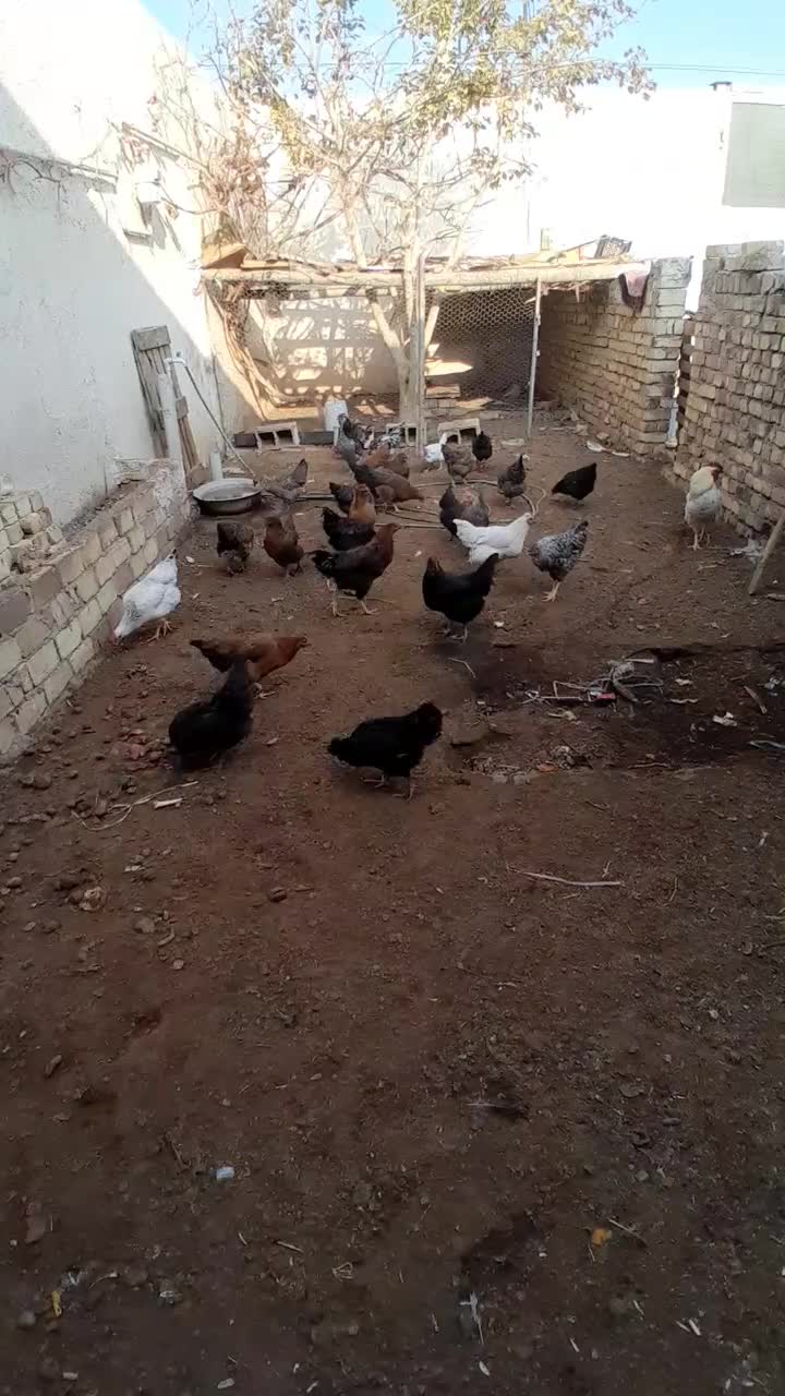 مرغ خروس رسمی تخمی|حیوانات مزرعه|ساوه, |دیوار