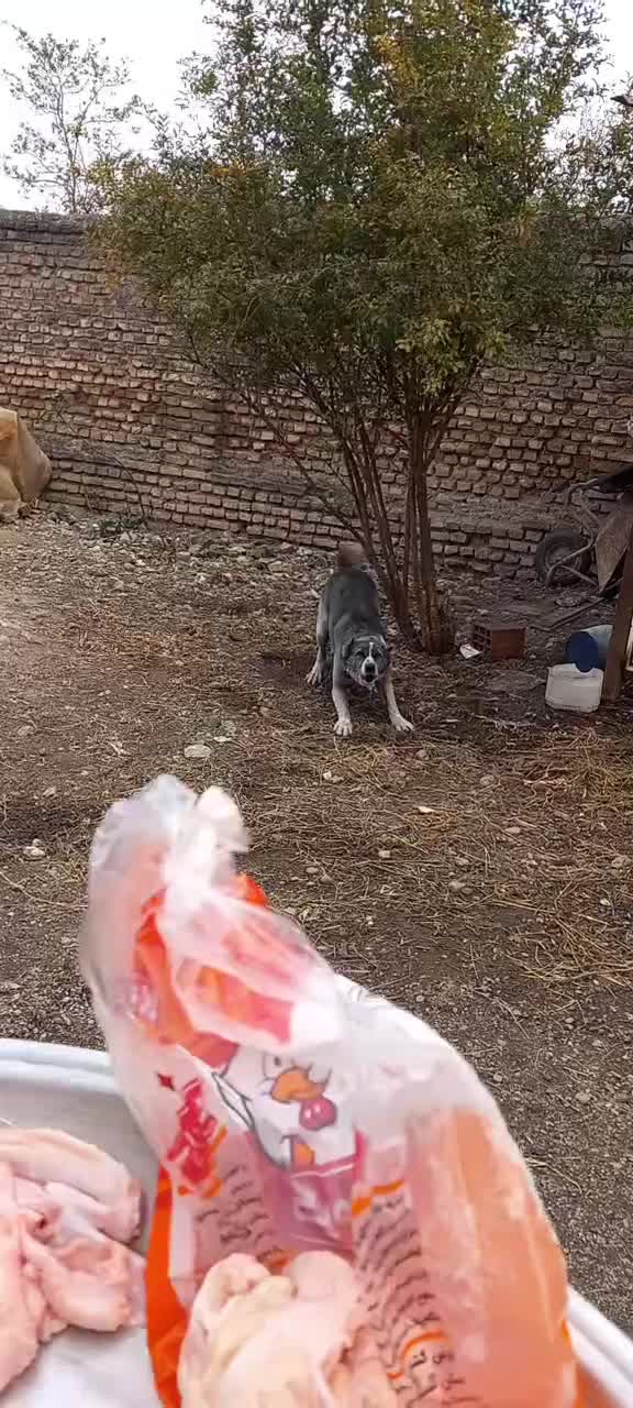 سگ چوپانی افغان ۱ساله|سگ|جلین, |دیوار