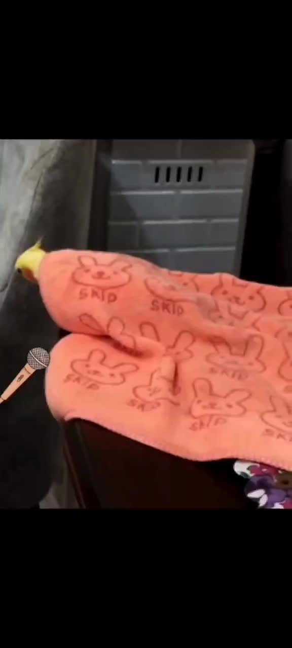 لوتینو زعفرانی نر|پرنده|رشت, نظری|دیوار