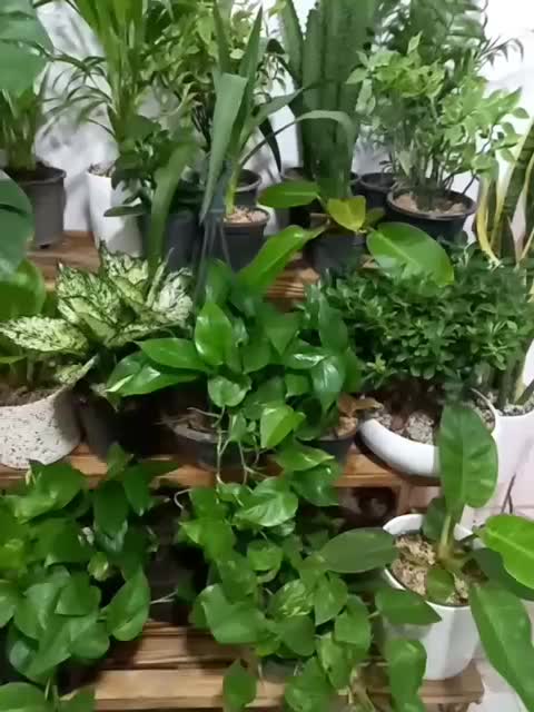 گلفروشی|گل و گیاه طبیعی|مشهد, رده|دیوار