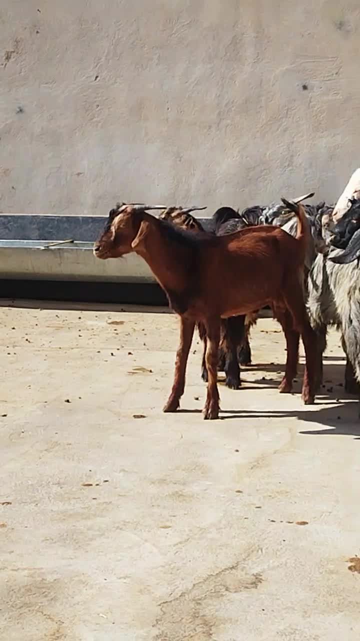 تعدادی کره نر وماده|حیوانات مزرعه|وحدتیه, |دیوار