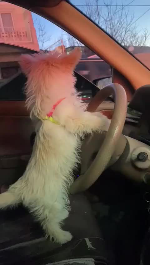 شیتزو ماده|سگ|اردبیل, |دیوار