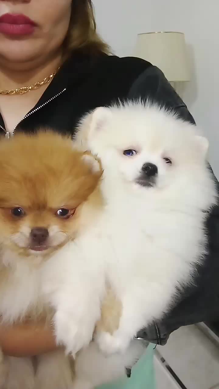 پامرانین دختروپسر|سگ|ساری, |دیوار