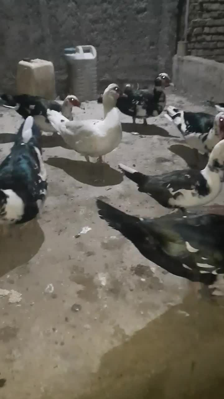 فروش گله اردک خارجی نر وماده درشت|حیوانات مزرعه|ساری, |دیوار