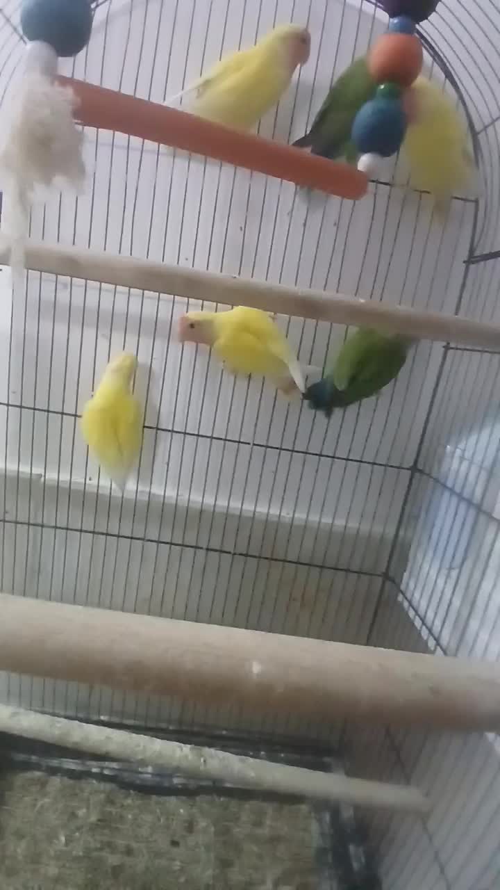 کوتوله|پرنده|قم, شاه سید علی|دیوار