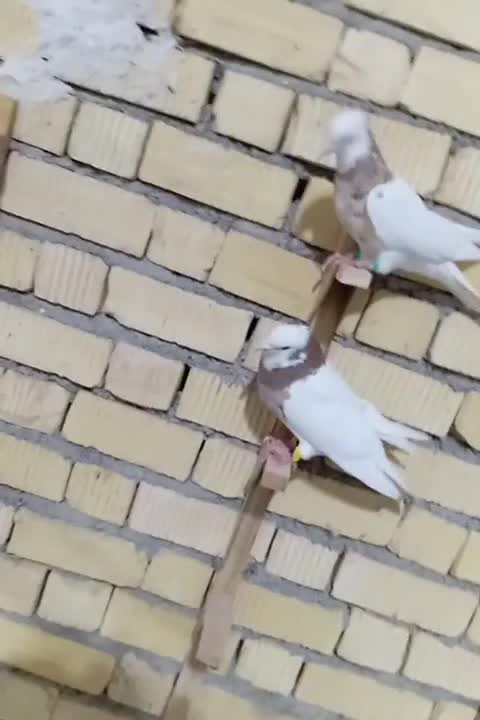 کبوتر|پرنده|رحمتآباد, |دیوار